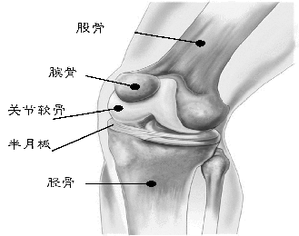 運動鍛煉——骨性關節炎的利與弊?643.png 運動鍛煉——骨性關節炎的利與弊?643.png